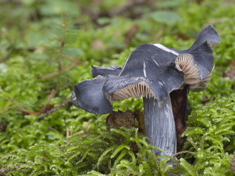 Entoloma nitidum